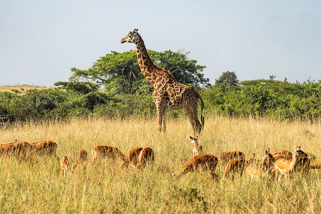 Graceful giraffe and antelope herd at Nyerere National Park, Tanzania