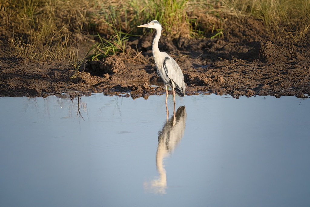 A heron stands in shallow water at the edge of a muddy bank in tarangire national park, its reflection visible in the calm surface. Grassy vegetation is in the background, and the scene is bathed in natural light. - easy travel tanzania