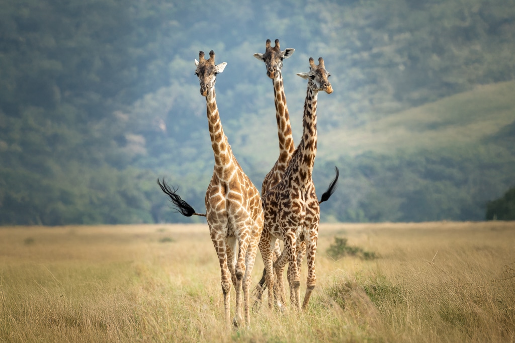 坦桑尼亚米库米国家公园的一群长颈鹿