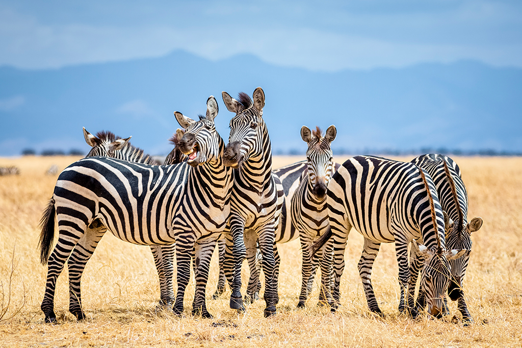 Groupe de zèbres de la savane sèche du parc national de Tarangire, Tanzanie 1 Groupe de zèbres dans la savane sèche du parc national de Tarangire, Tanzanie