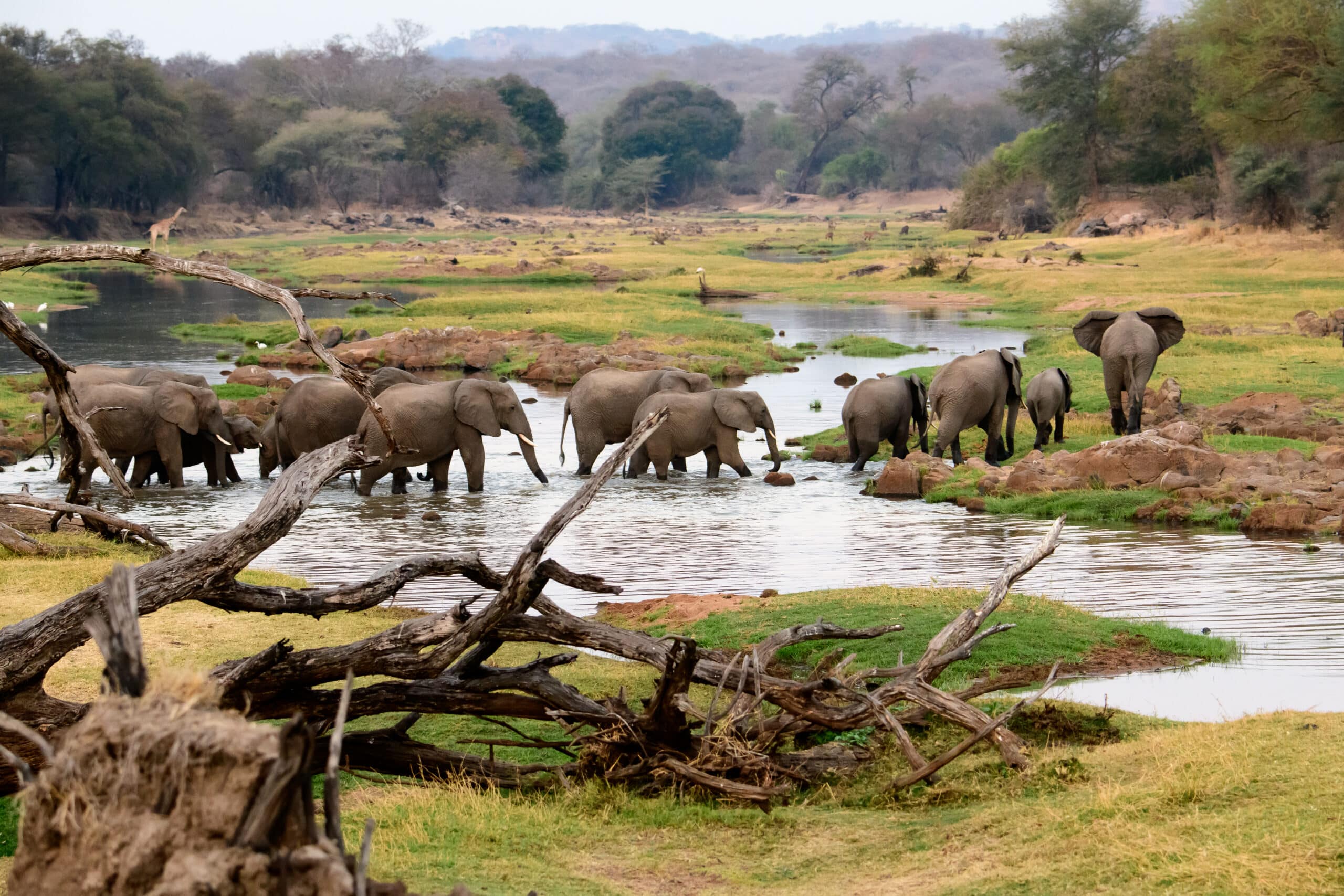 一群大象涉水穿过鲁阿哈国家公园的沼泽