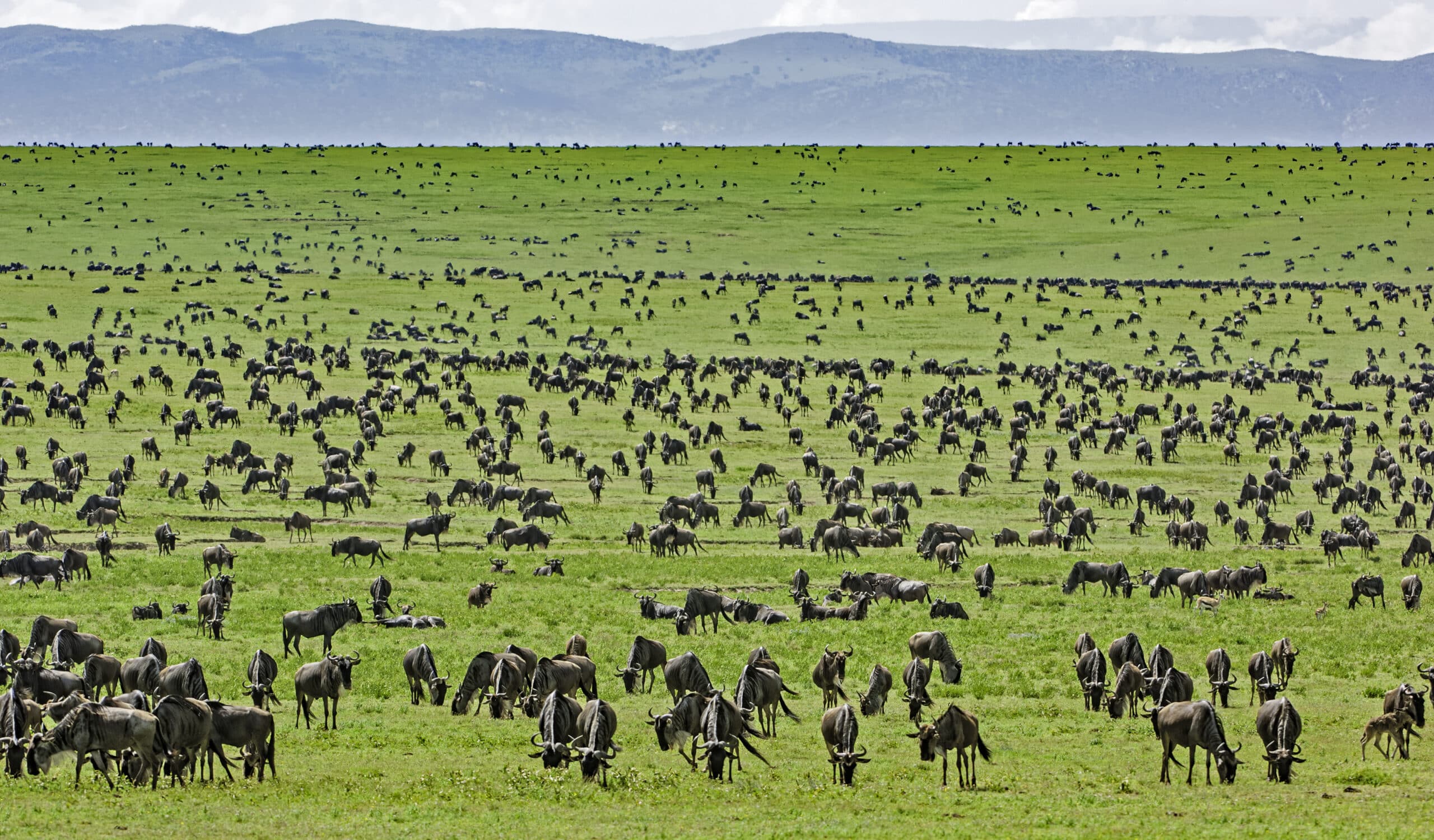 5 razones por las que deberías visitar el Parque Nacional del Serengeti en  2020