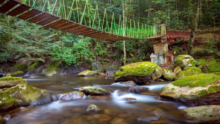 Udzungwa Mountains Tarvel Guide: Hanging Bridge at Udzungwa Mountains National Park