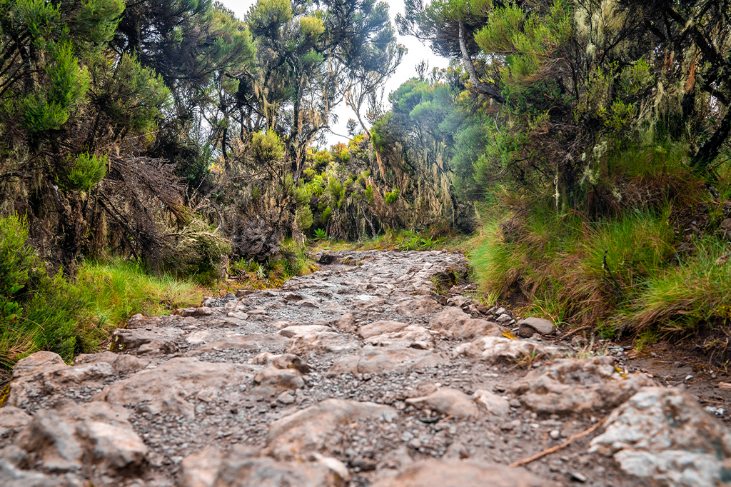 Wanderwege der Machame-Route am Kilimandscharo in Tansania Wanderwege der Machame-Route am Kilimandscharo, Tansania