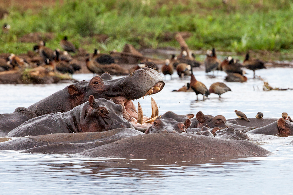 Hippos Lake Manyara Tanzania 1 Hippos at Lake Manyara National Park