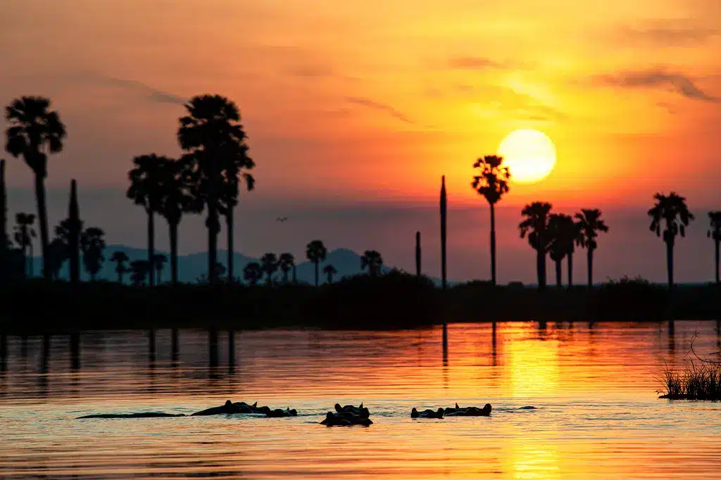 Hippos Rufiji River Boat Safari Nyerere Tanzania.jpg Hippos Rufiji River Boat Safari Nyerere Tanzania.jpg