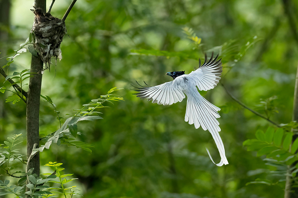 Vluchtfoto van een paradijsvliegenvanger in Mahale Mountains National Park, Tanzania