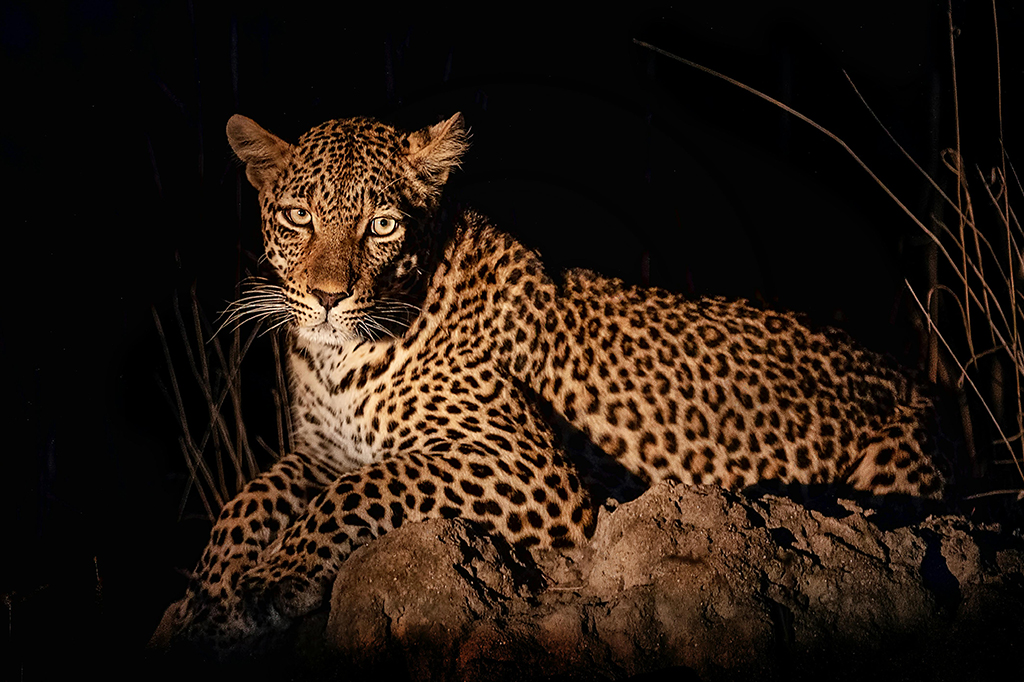 坦桑尼亚米库米国家公园豹子夜间狩猎之旅