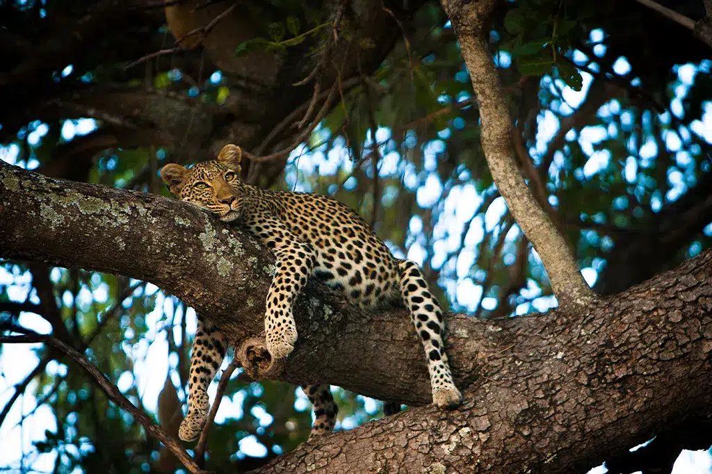 Léopard endormi, perchoir, parc national de Ruaha, Tanzanie.jpg Léopard endormi, perchoir, parc national de Ruaha, Tanzanie.jpg