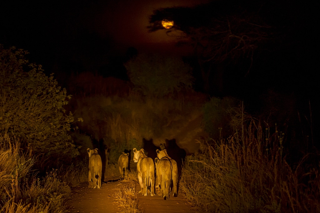 坦桑尼亚米库米国家公园狮子夜间狩猎之旅