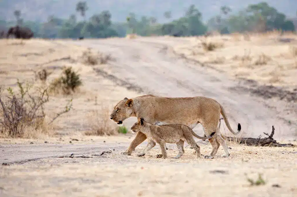 タンザニアのルアハ国立公園で道路を横断する雌ライオンとその子ライオン