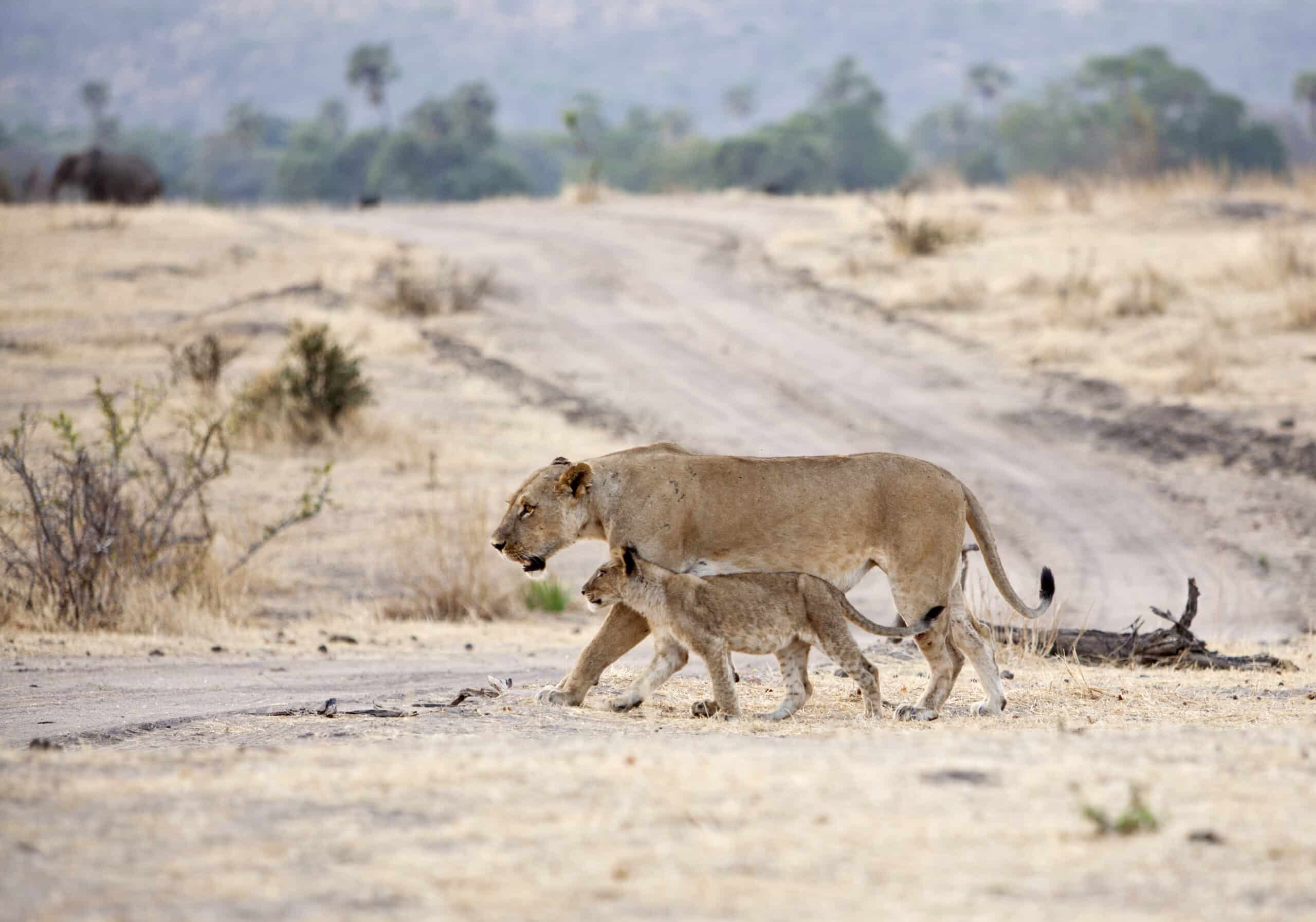 Lioness with cub crossing the road in Ruaha National Park