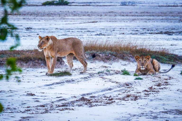 Löwen laufen am Strand des Saadani-Nationalparks