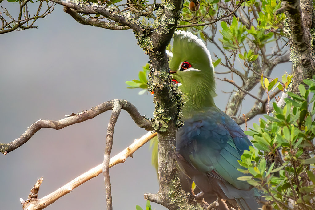Livingstones Turaco at Udzungwa Mountains, Tanzania