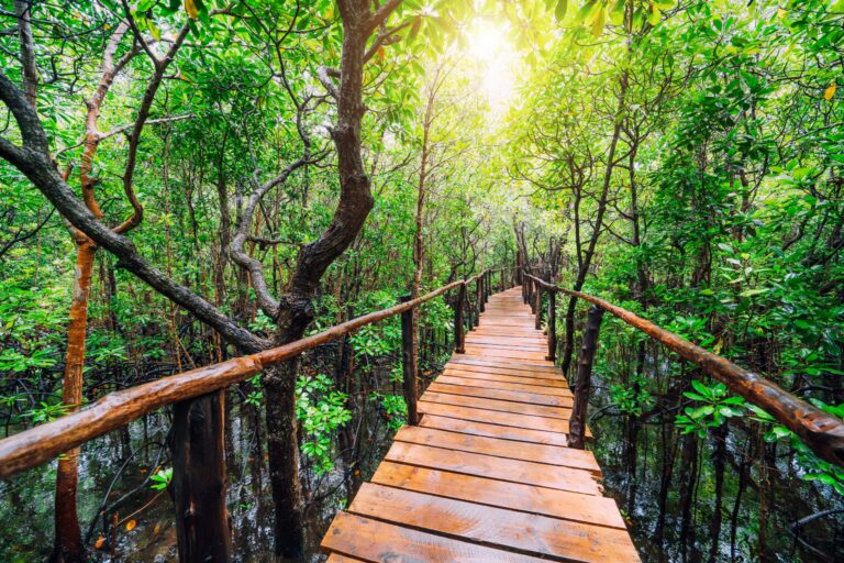 Üppiger Wald in der Jozani Chwaka Bay in Pingwe Beach Sansibar