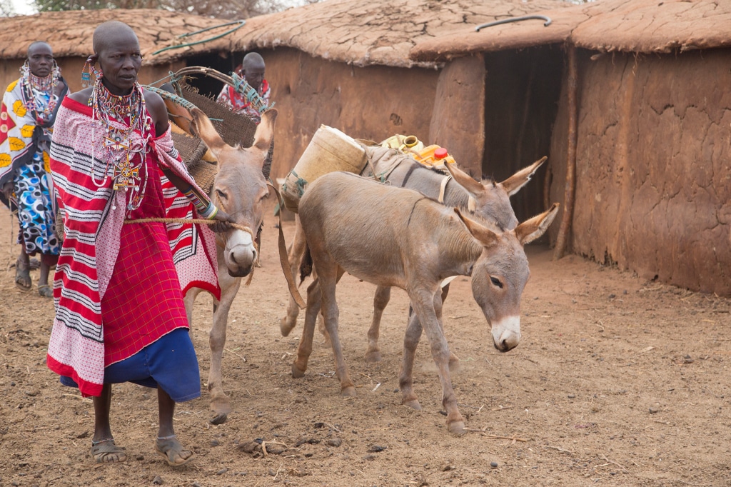 Donne Masai con i tradizionali kanga e gioielli di perle colorate e i loro asini