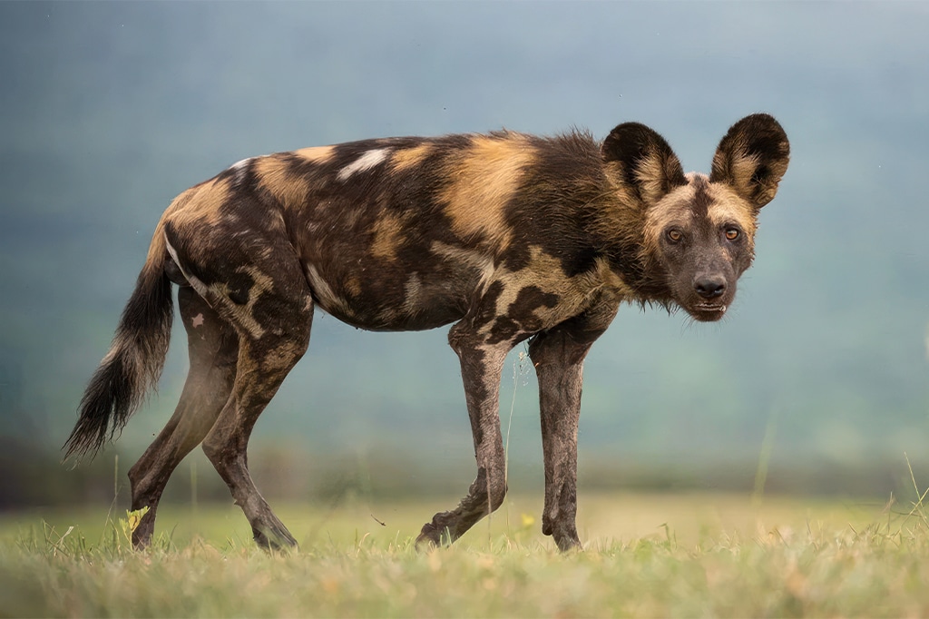 Een eenzame Afrikaanse wilde hond staat op een grasvlakte in Mkomazi en toont zijn kenmerkende gevlekte vacht in bruin, zwart en wit. Zijn grote, ronde oren staan alert tegen de wazige achtergrond van het natuurlijke landschap. - Easy Travel Tanzania
