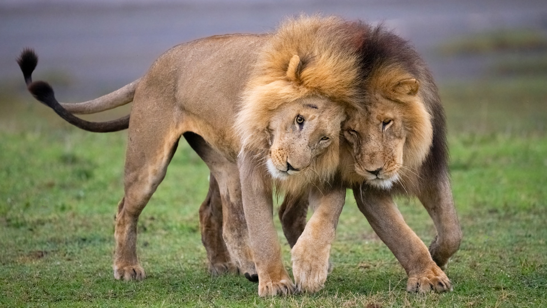 Two Male lion brothers at Ndutu