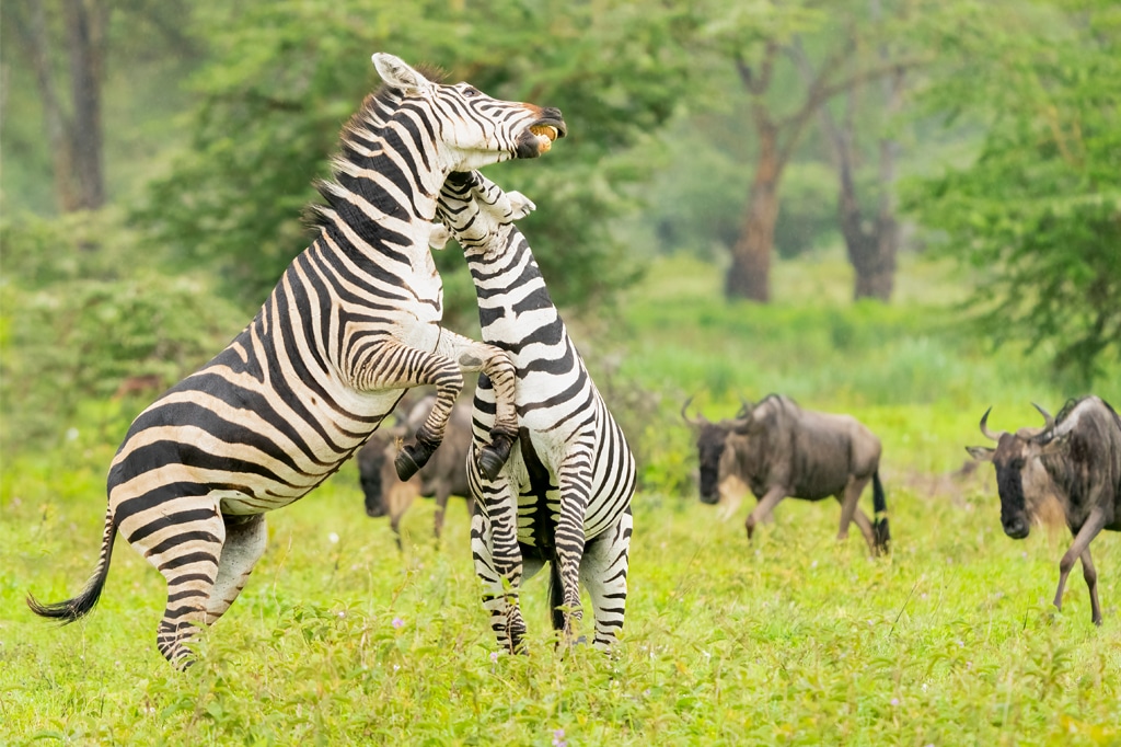 Male plains zebras sparring at Ndutu region of Ngorongoro