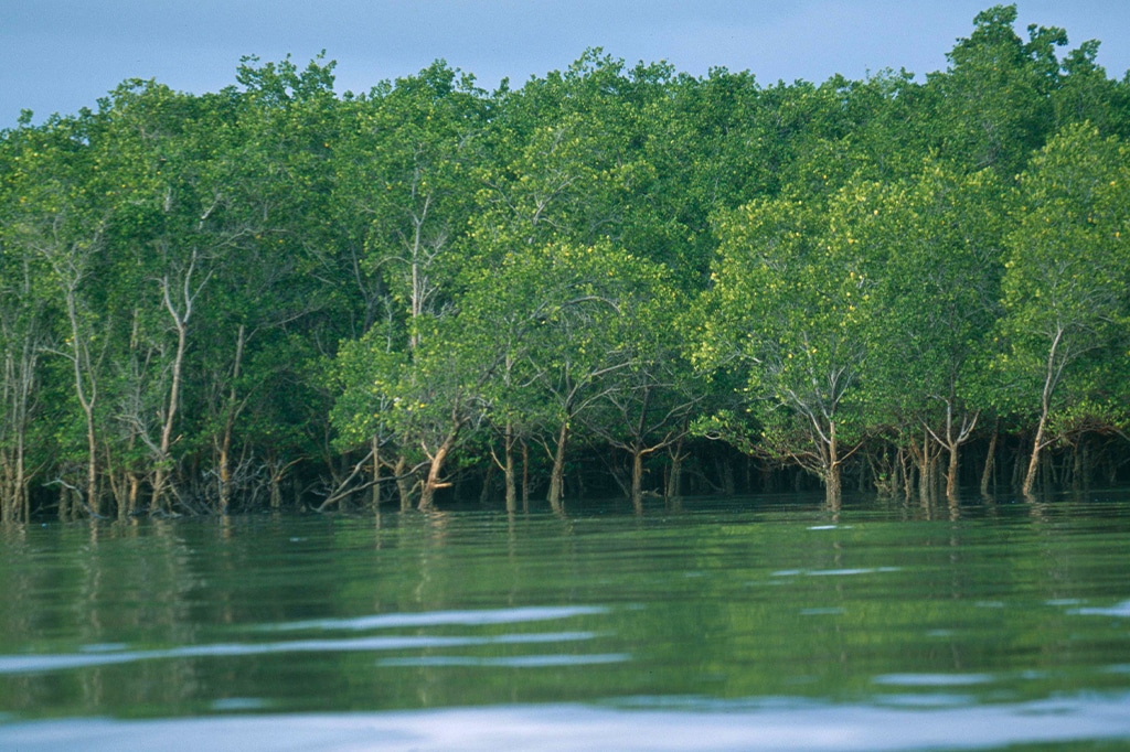 Mangrove swamp at saadani national park, tanzania