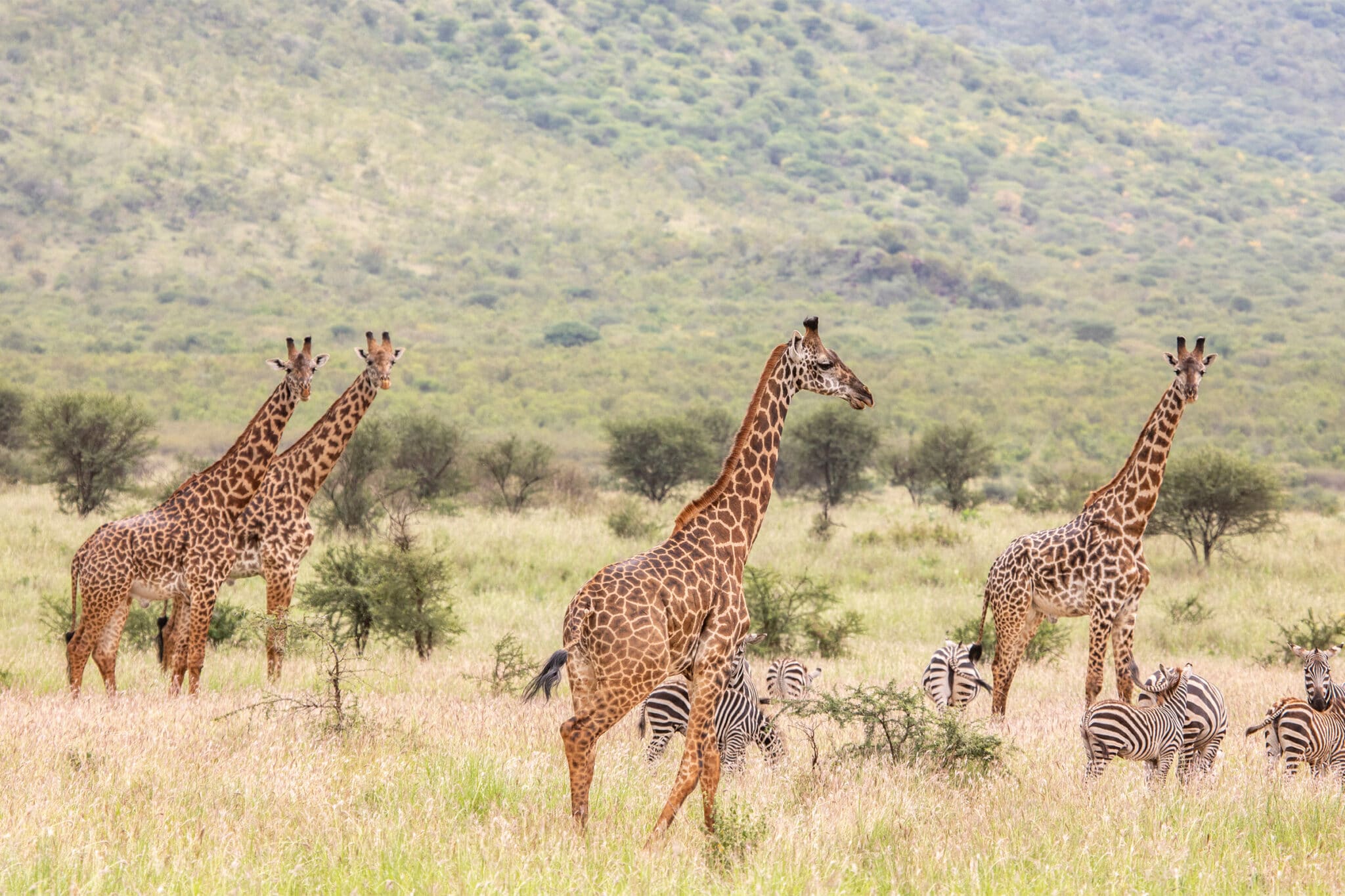 Massai-Giraffen auf den sanften Graslandschaften des Mkomazi-Nationalparks, Tansania