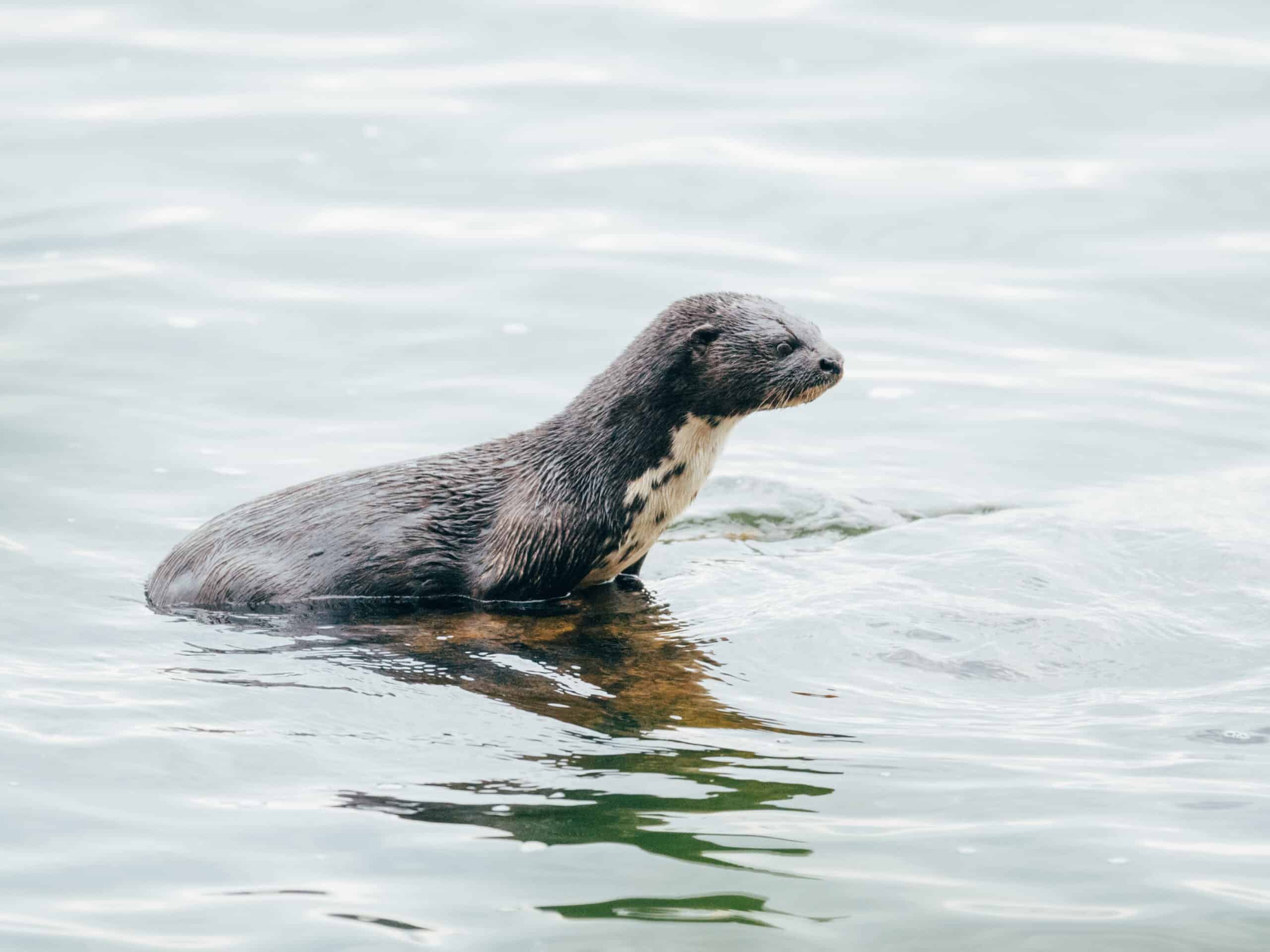 Near threatened otters in Rubondo Island National Park