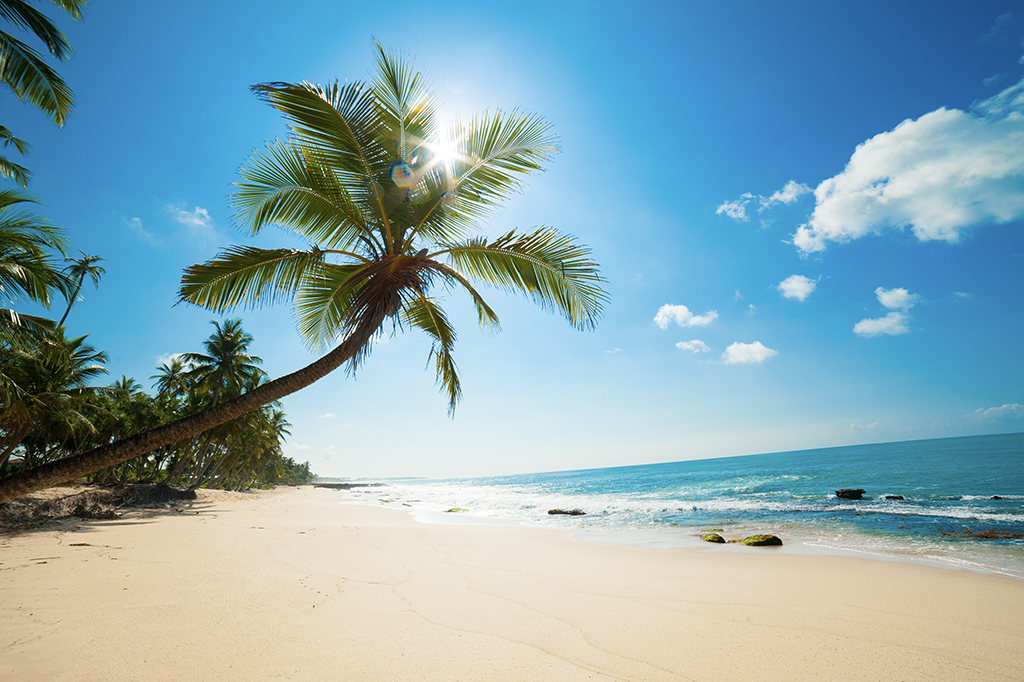 A sunny scene at Dimbani Mkunguni Beach unfolds under a clear blue sky, with a gently curving palm tree leaning over the sandy shore. Waves softly lap at the sand, stretching towards the clear horizon in the distance. - Easy Travel Tanzania