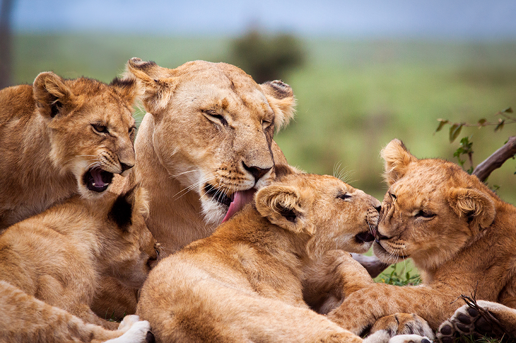 Прайд-Лион, Национальный парк Серенгети, Танзания 1 В самом сердце национального парка Серенгети львица нежно облизывает одного из трёх своих игривых детёнышей в траве. Детёныш, которого облизывают, тычется мордой в своего собрата, а третий, открыв пасть, словно издаёт звуки. На заднем плане — размытый зелёный пейзаж. — Easy Travel Tanzania