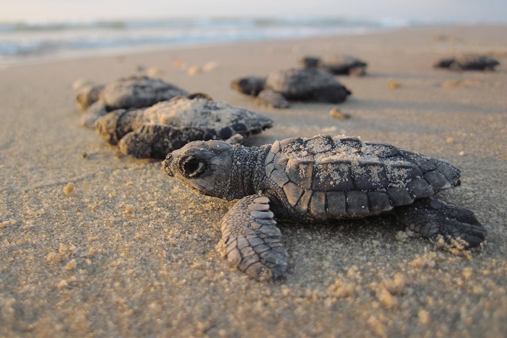 Meeresschildkröte auf Lazy Lagoon Island, Tansania