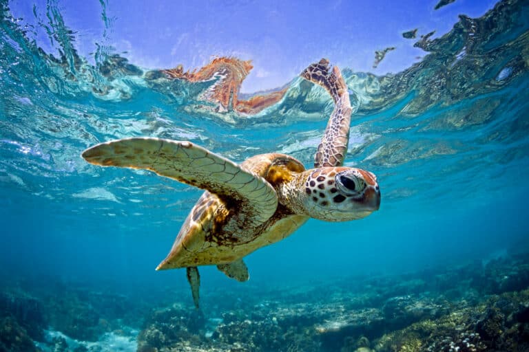Sea turtle in lazy lagoon island
