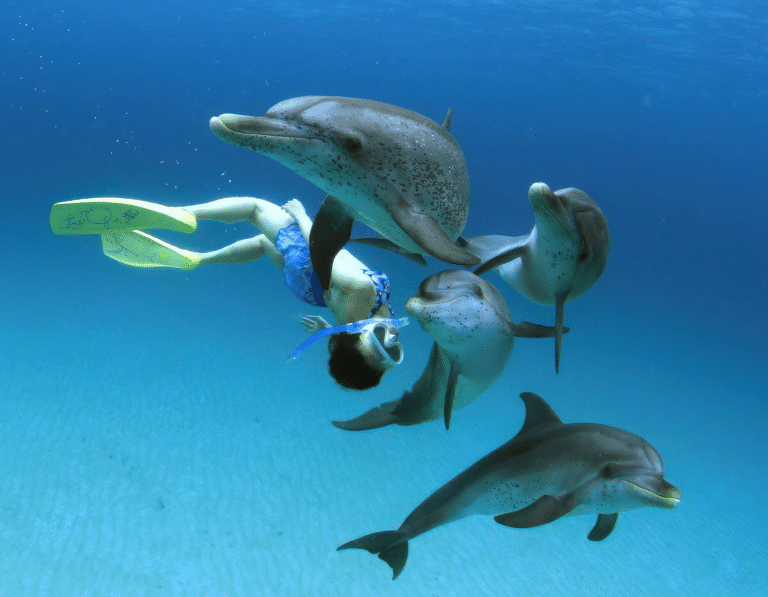 Snorkeling with dolphins at uroa beach