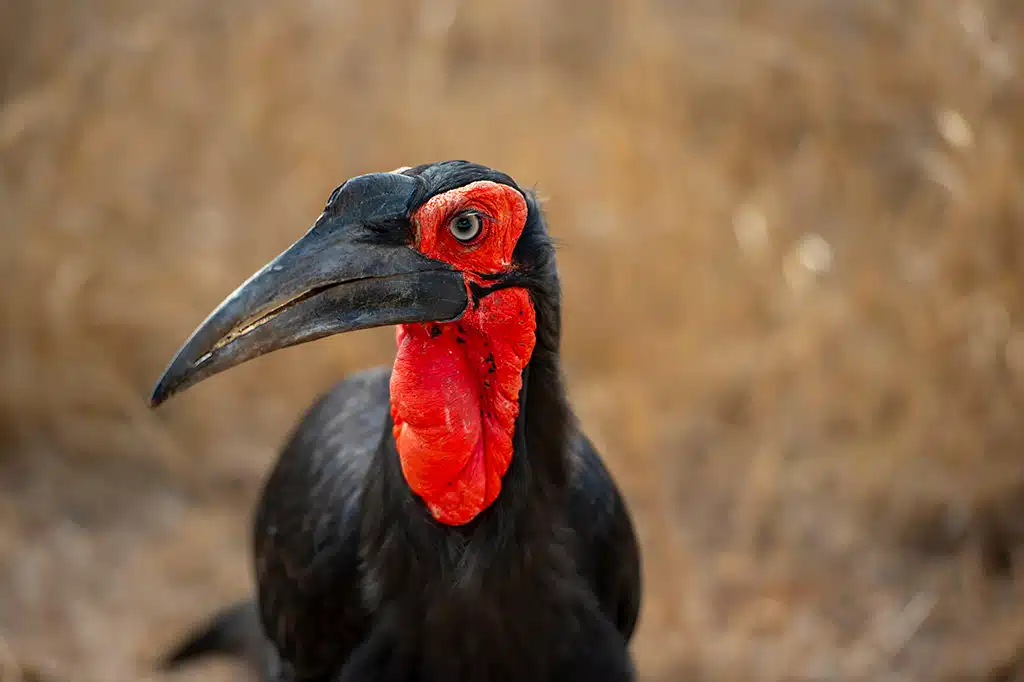 Zuidelijke grondneushoornvogel Ruaha National Park Tanzania.jpg Zuidelijke grondneushoornvogel Ruaha National Park Tanzania.jpg