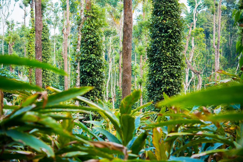 Плантация специй на Занзибаре, Танзания