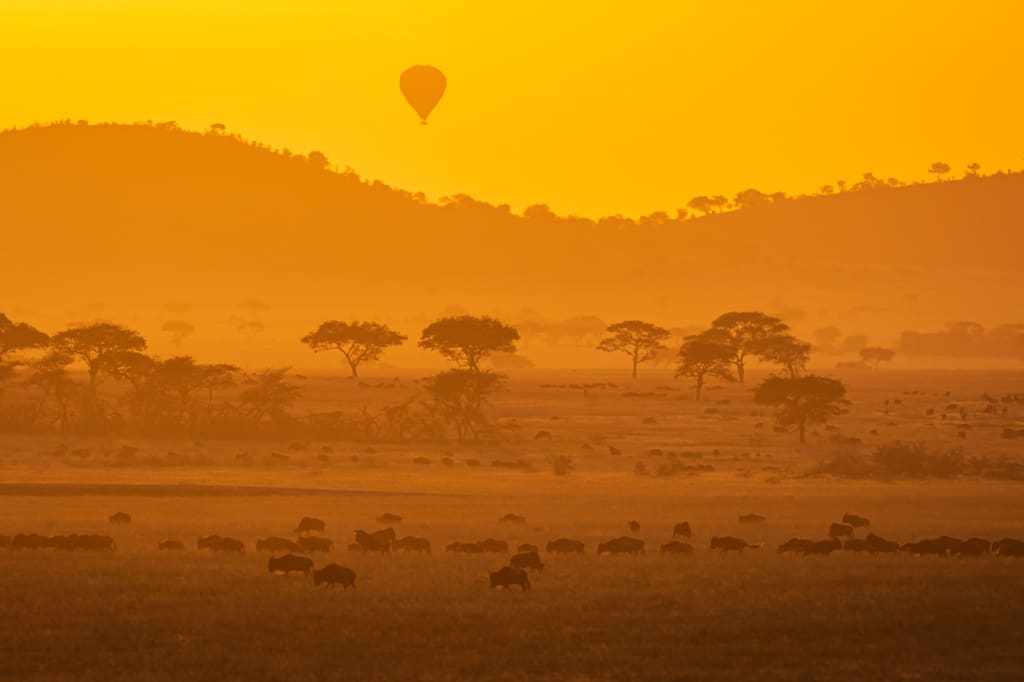 Un sereno paesaggio di savana di Ndutu al tramonto, con una mongolfiera che solca il cielo. Le sagome degli alberi e una mandria di gnu in volo adornano il caldo e dorato orizzonte. - Easy Travel Tanzania
