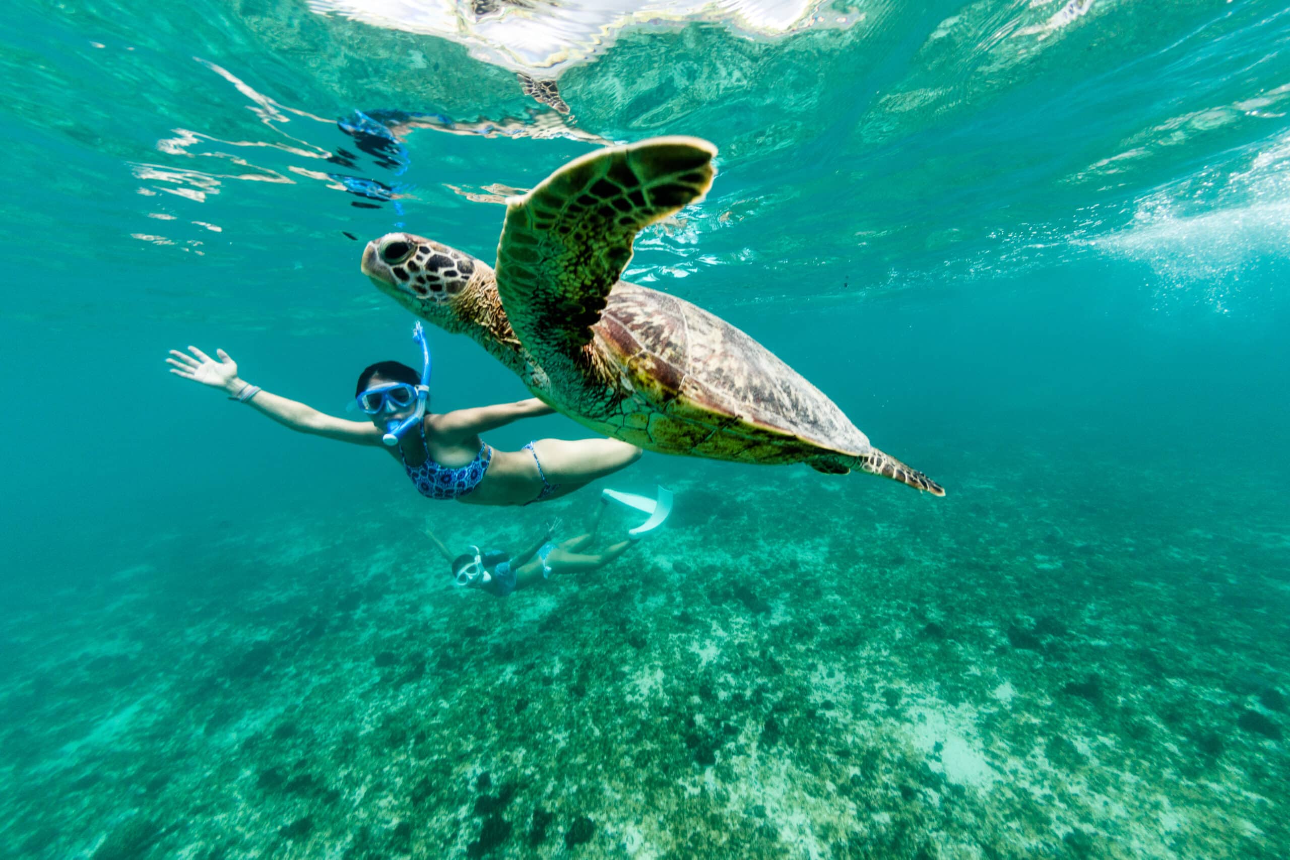 在南威海滩与海龟一起游泳