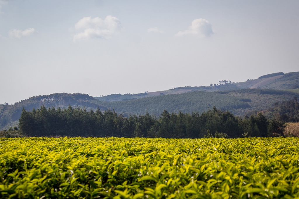 Landscape with tea plantation at Mufindi