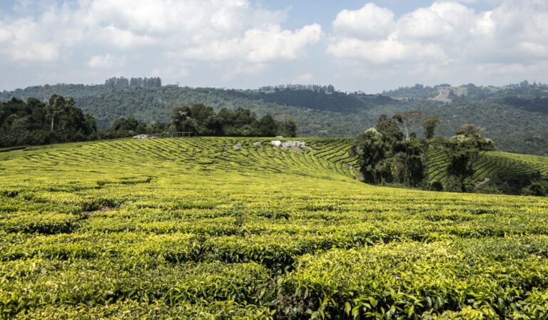Teeplantagen in Mufindi