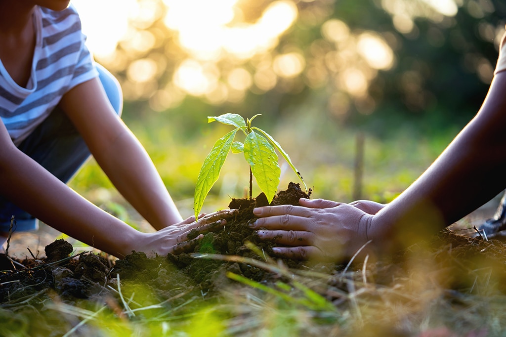 Tourists tree planting at tarangire national park, tanzania