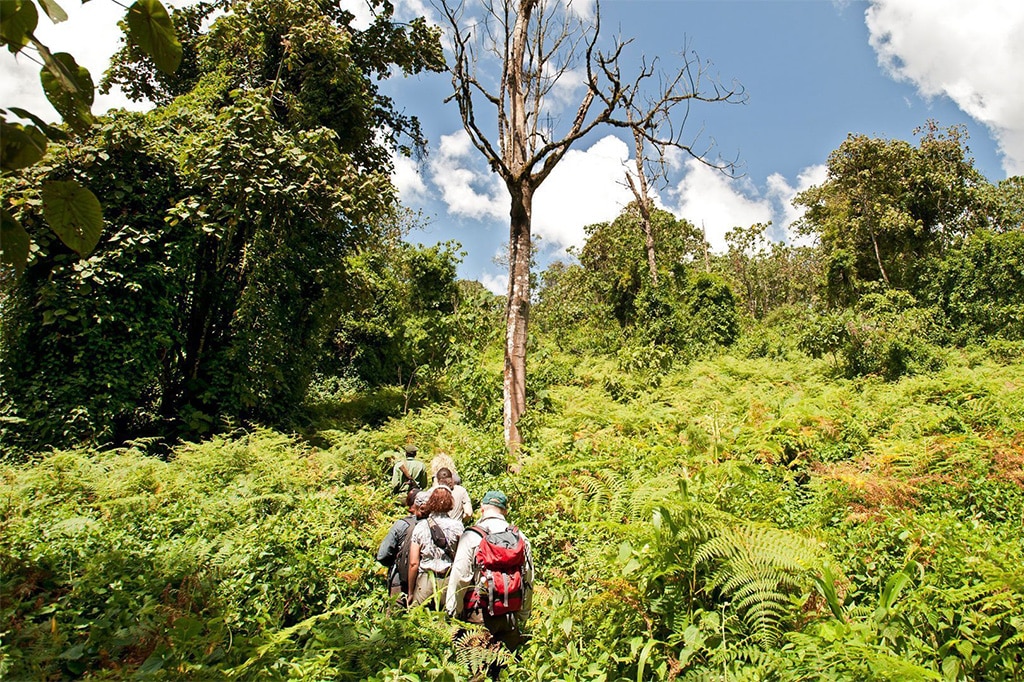 Tourists hiking in Udzungwa Mountains National Park, Tanzania