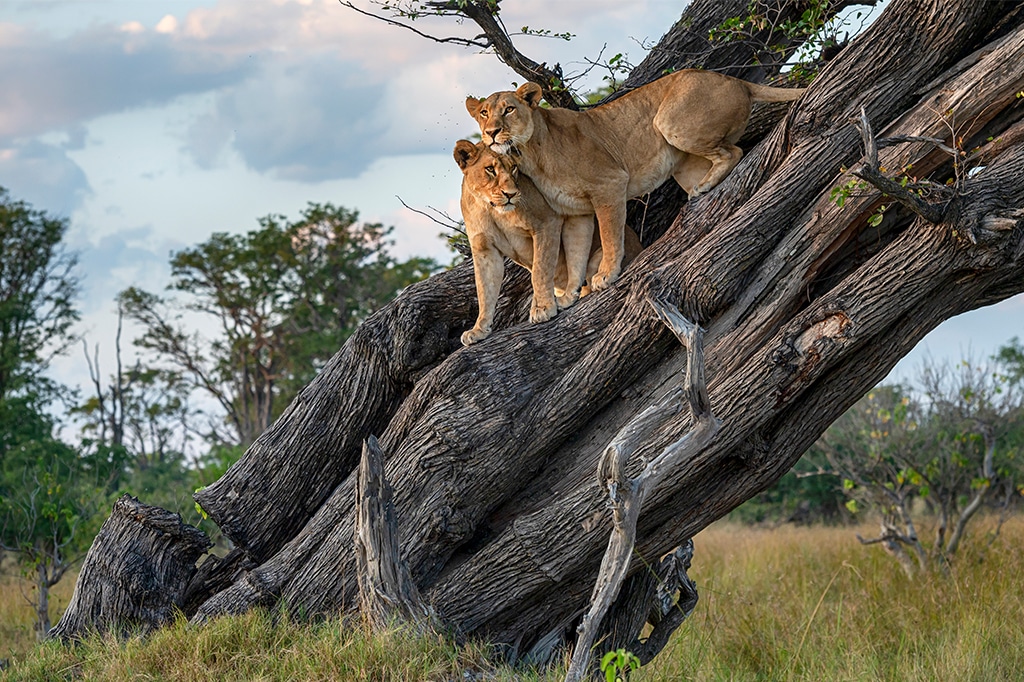 Boomklimmende leeuwen bij Lake Manyara, Tanzania