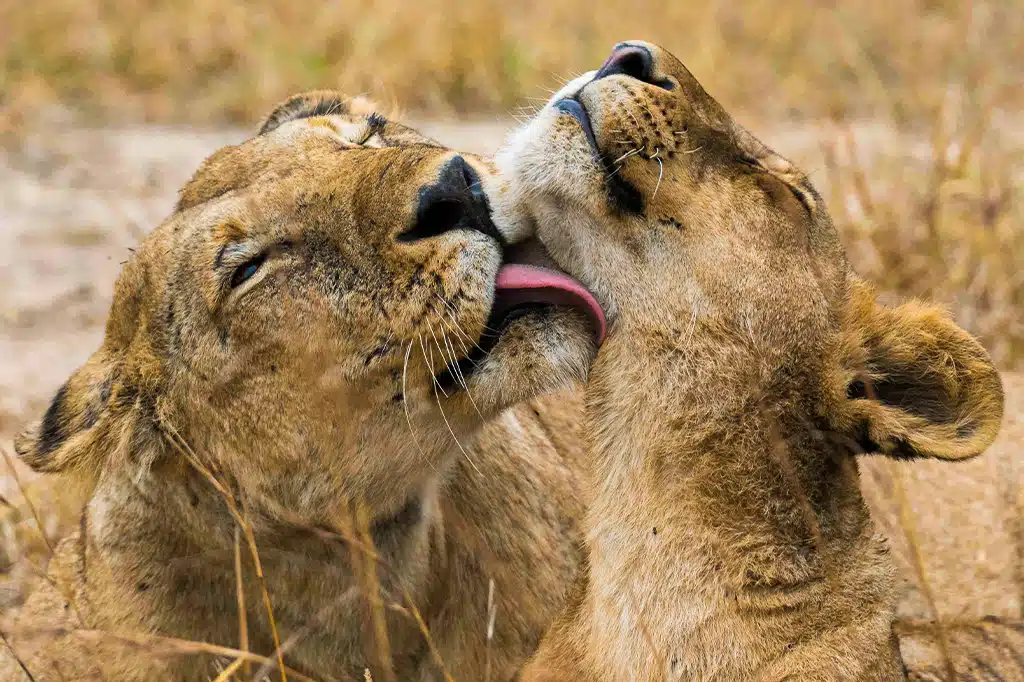Two Lion Licking Mikumi National Park Tanzania.jpg Two Lion Licking Mikumi National Park Tanzania.jpg
