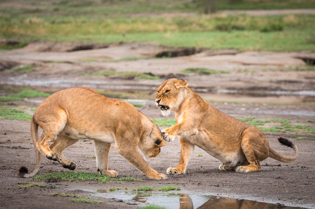 Due leonesse adulte si mostrano aggressive l'una verso l'altra nelle pianure fangose di Ndutu in Tanzania