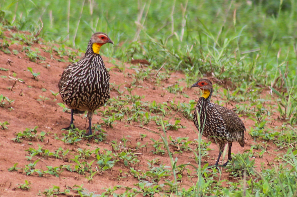 Udzungwa Partridge at Udzungwa Mountains, Tanzania