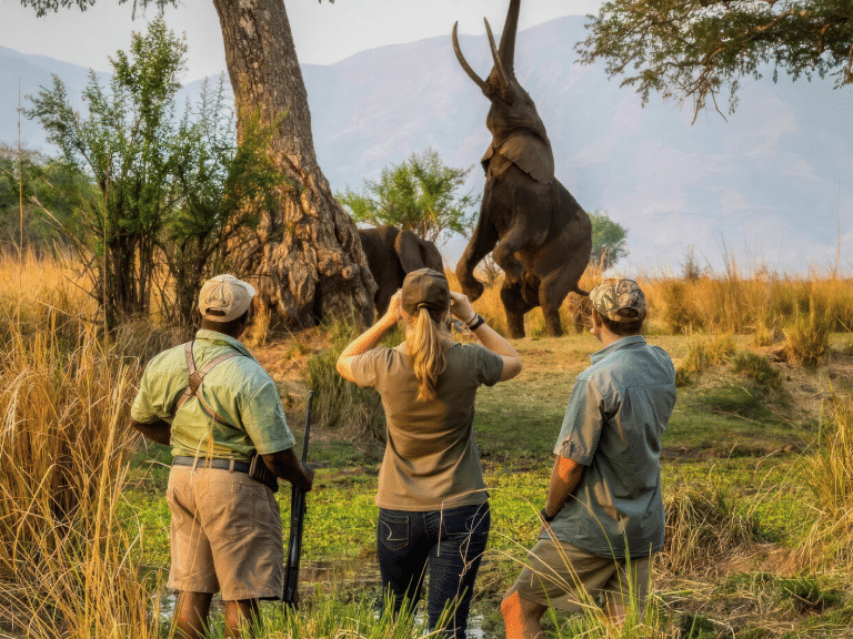 Tansania – Wandersafari im Tarangire-Nationalpark. Einfache Reise nach Tansania – preisgünstige Safari