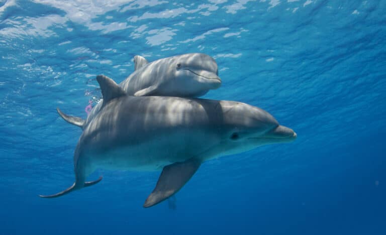 Watch dolphins in matemwe beach zanzibar