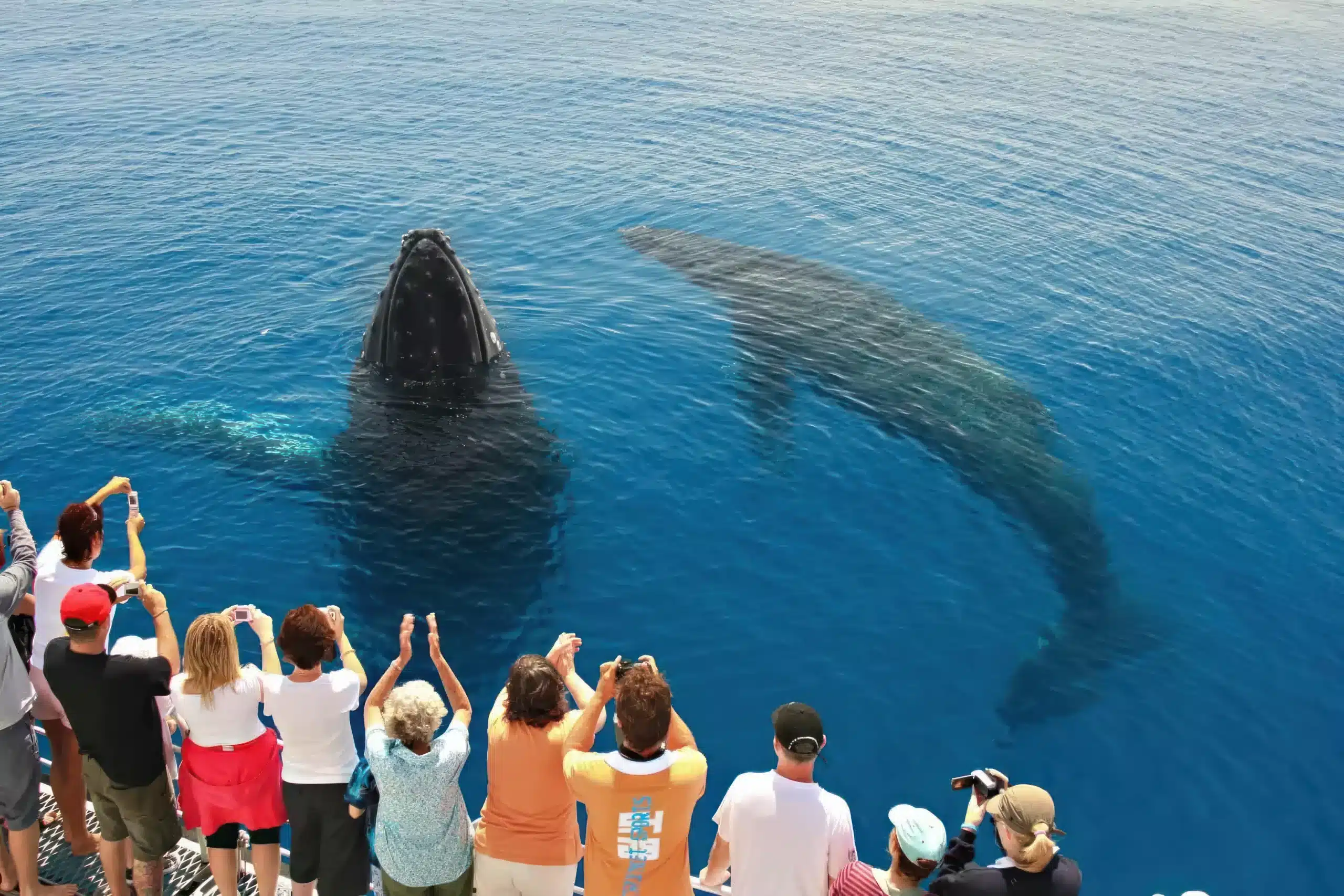 whale watching tour in Kizimkazi Mkunguni Beach