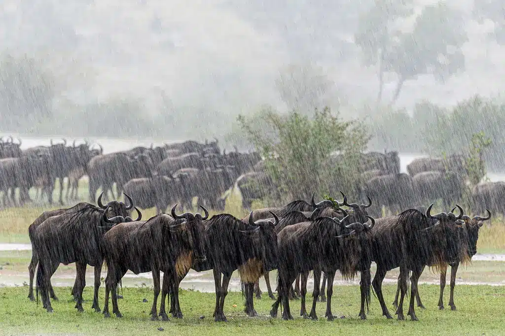 Wildbeest Kudde Regen Ruaha National Park Tanzania.jpg Wildbeest Kudde Regen Ruaha National Park Tanzania.jpg
