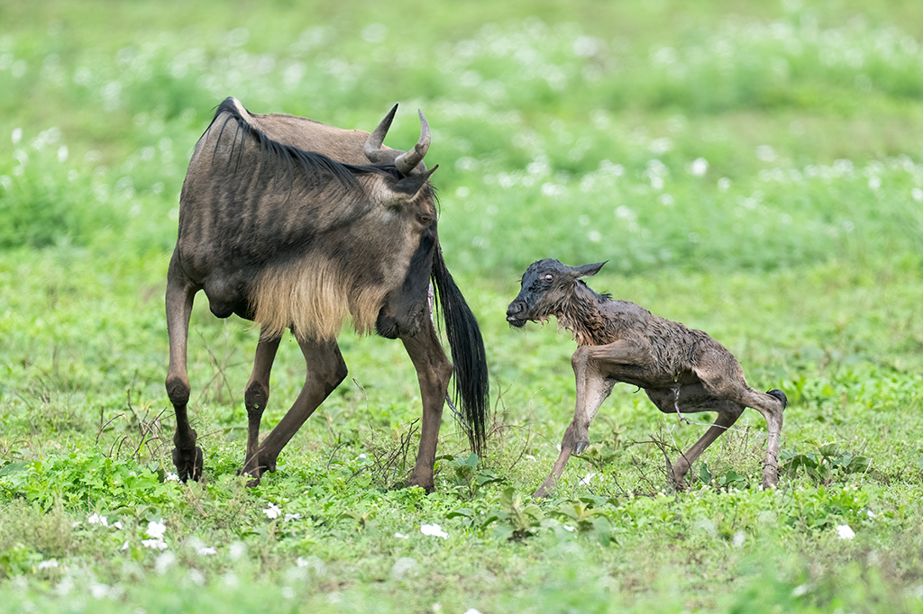 Wildebeest Gnu Ndutu Tanzania 1 A newborn wildebeest calf takes its first steps beside its mother on the lush Ndutu grassy field. The calf appears wet and unsteady, while the mother watches attentively. - Easy Travel Tanzania