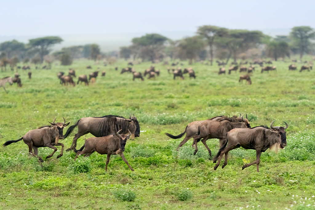 Wildebeest Herd Running Green Grassland Ndutu Tanzania 1 Wildebeest herd running through green grassland of Ndutu, Tanzania