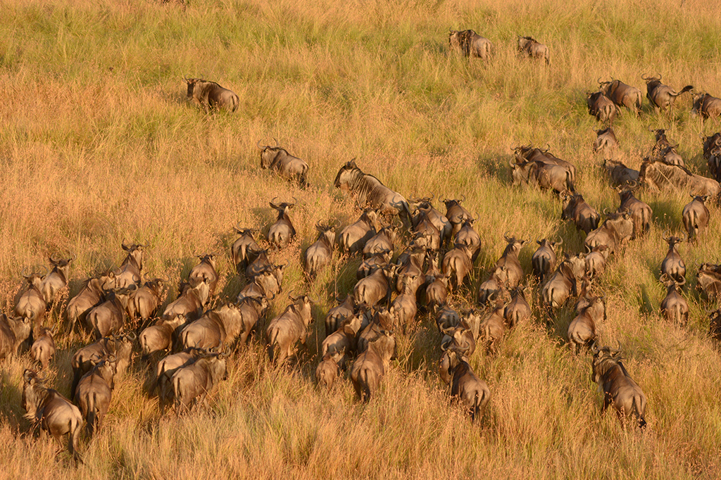 タンザニアのバルーンサファリでヌーの大移動を目撃